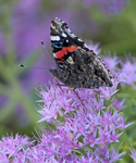 Red Admiral 6399